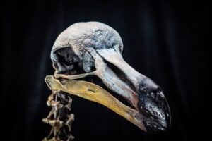 Dodo-04.23_5