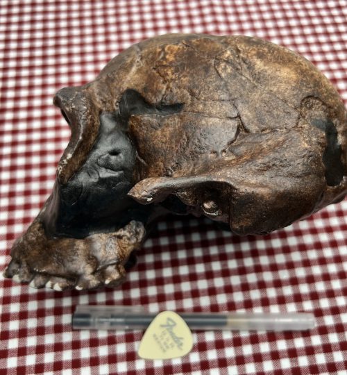 Homo-Habilis03