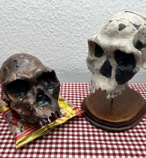 Homo-Habilis05
