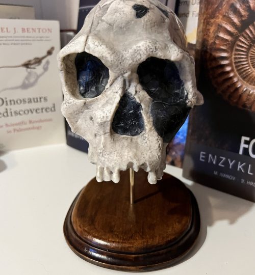Homo-Habilis07