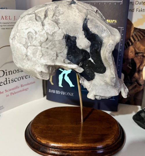 Homo-Habilis08