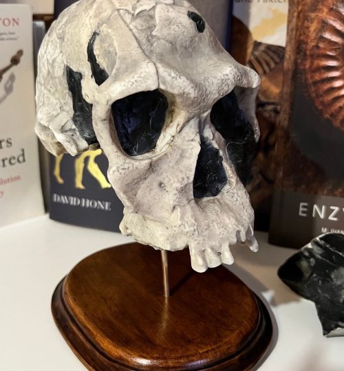 Homo-Habilis09