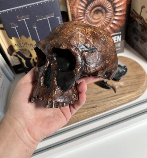 Homo-Habilis10