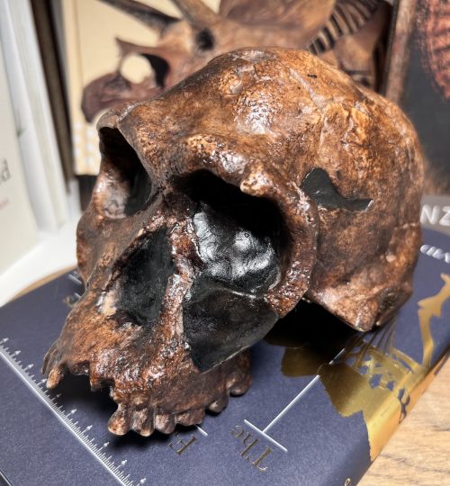 Homo-Habilis11