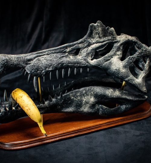 Spino-04.23_3