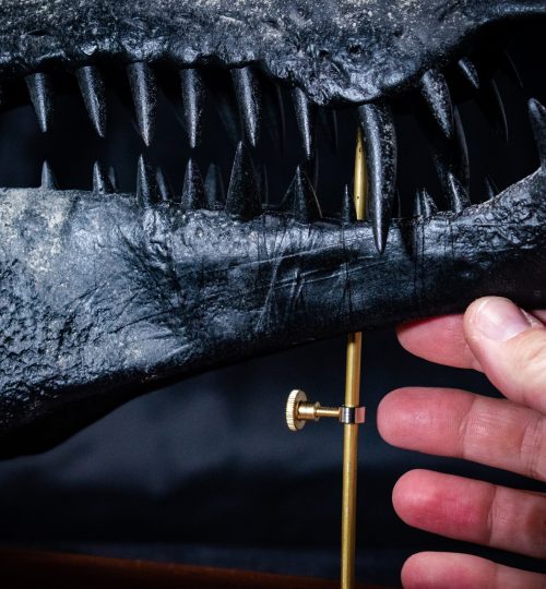 Spino-04.23_7