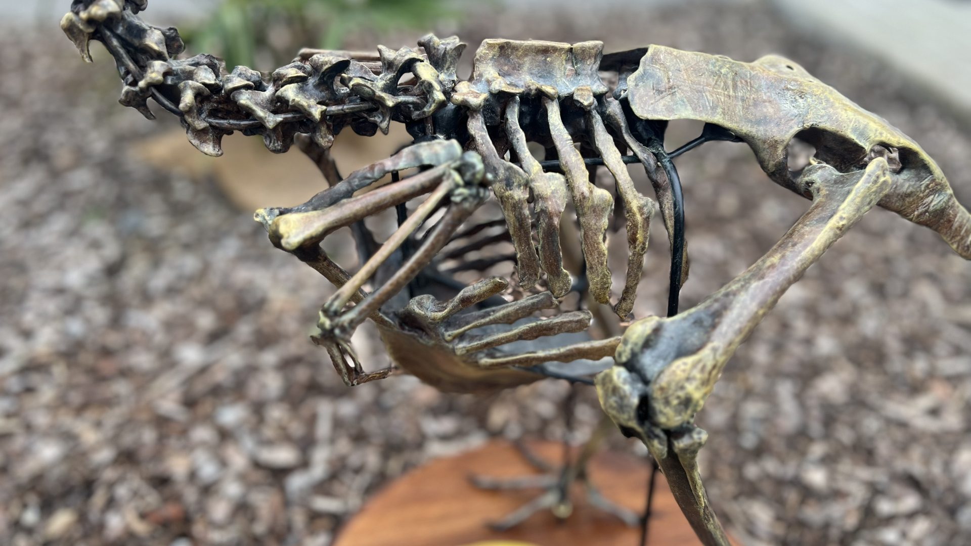 dodo_detail_04jpg