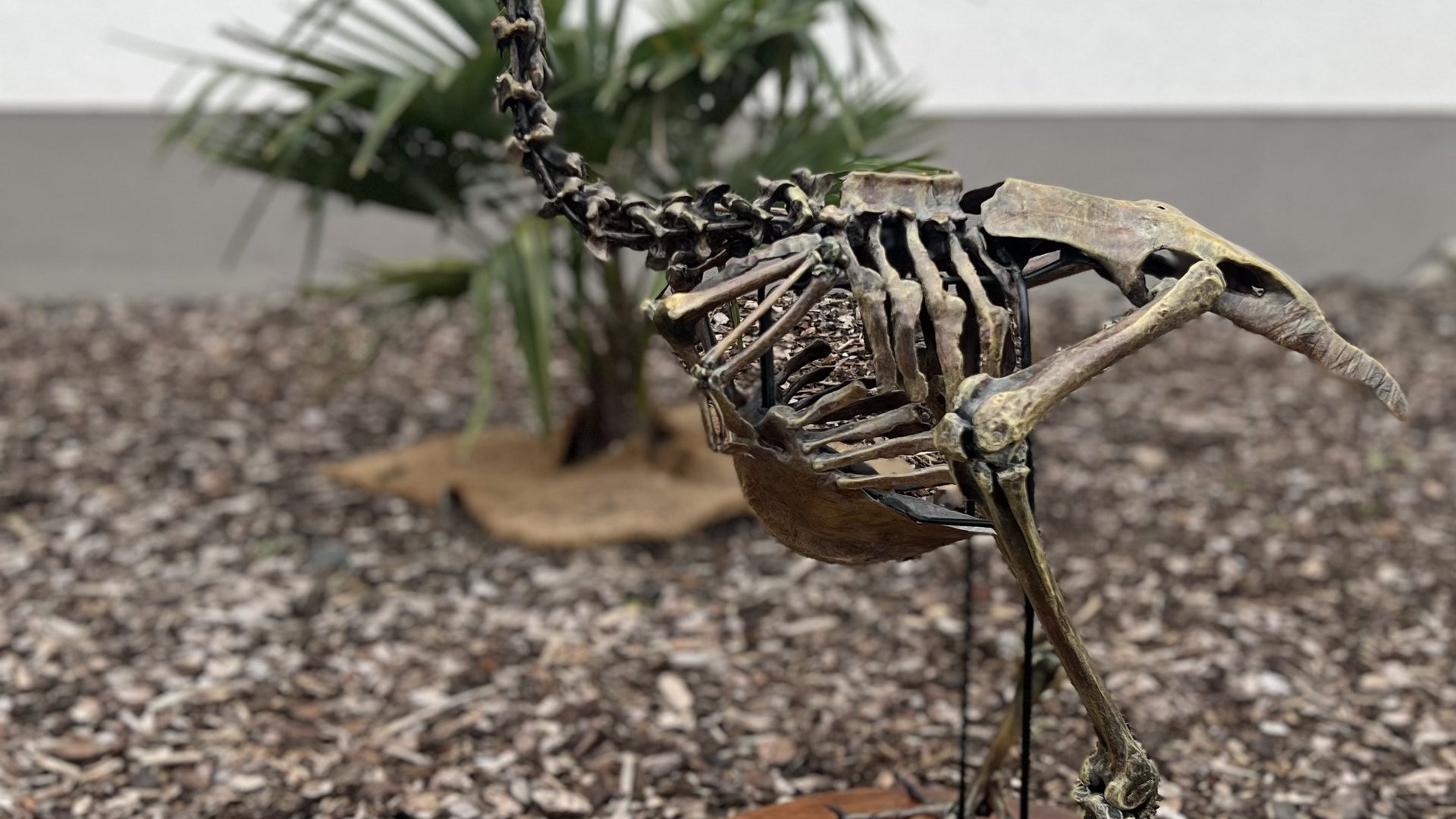 dodo_full_05